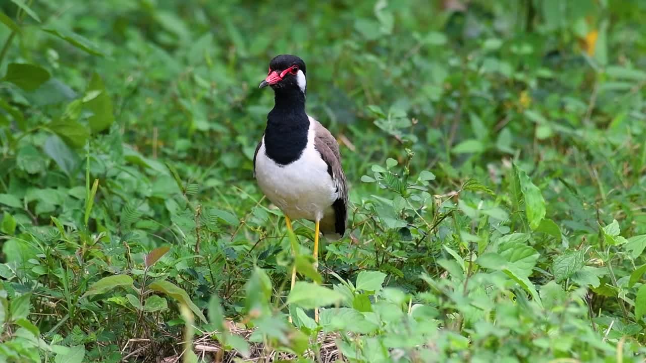 red-wattled lapwing은 태국에서 가장 흔한 새 중 하나입니다.