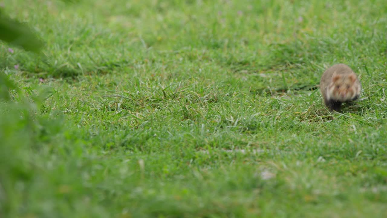 Chomik europejski przechodzący przez trawę od lewej do prawej, następnie zbliżający się do kamery.