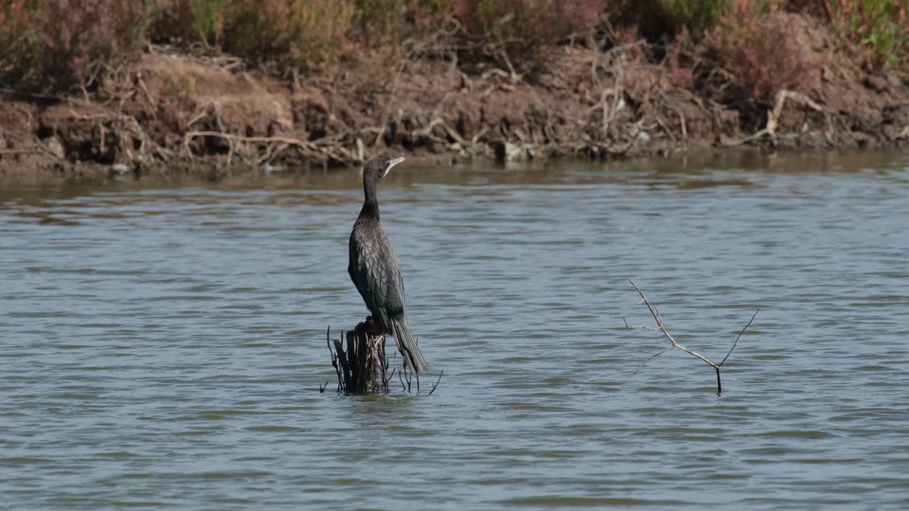 visto desde su espalda mientras mira hacia la derecha siguiendo a otras aves que vuelan alrededor, pequeño cormorán microcarbo níger, tailandia