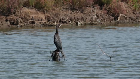 seen from its back as it is looking to the right following other birds flying around, little cormorant microcarbo niger, thailand