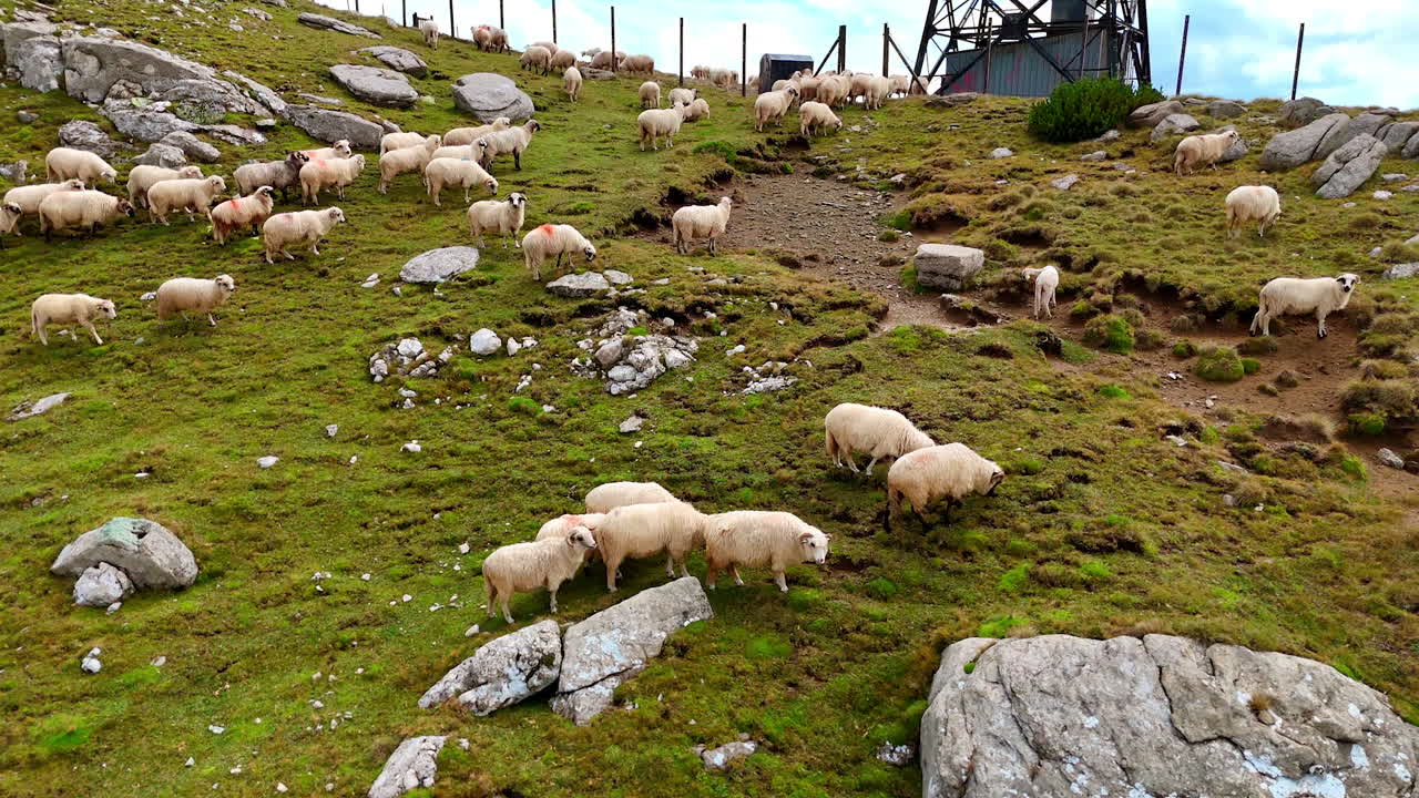 Pecore bianche con muso nero che vagano per i pendii rocciosi. Splendidi animali in cerca di erba al pascolo