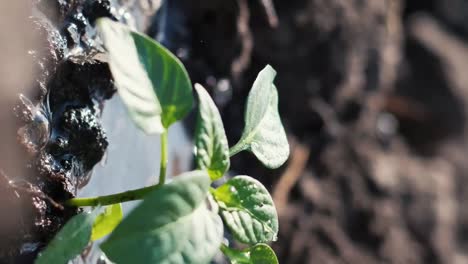 the farmer watered the young newly planted plants the farmer watered the young newly planted plants slow motion