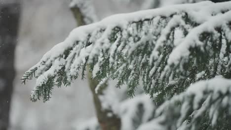 light fresh snow rests on the soft pine tree needles, creating a serene winter scene