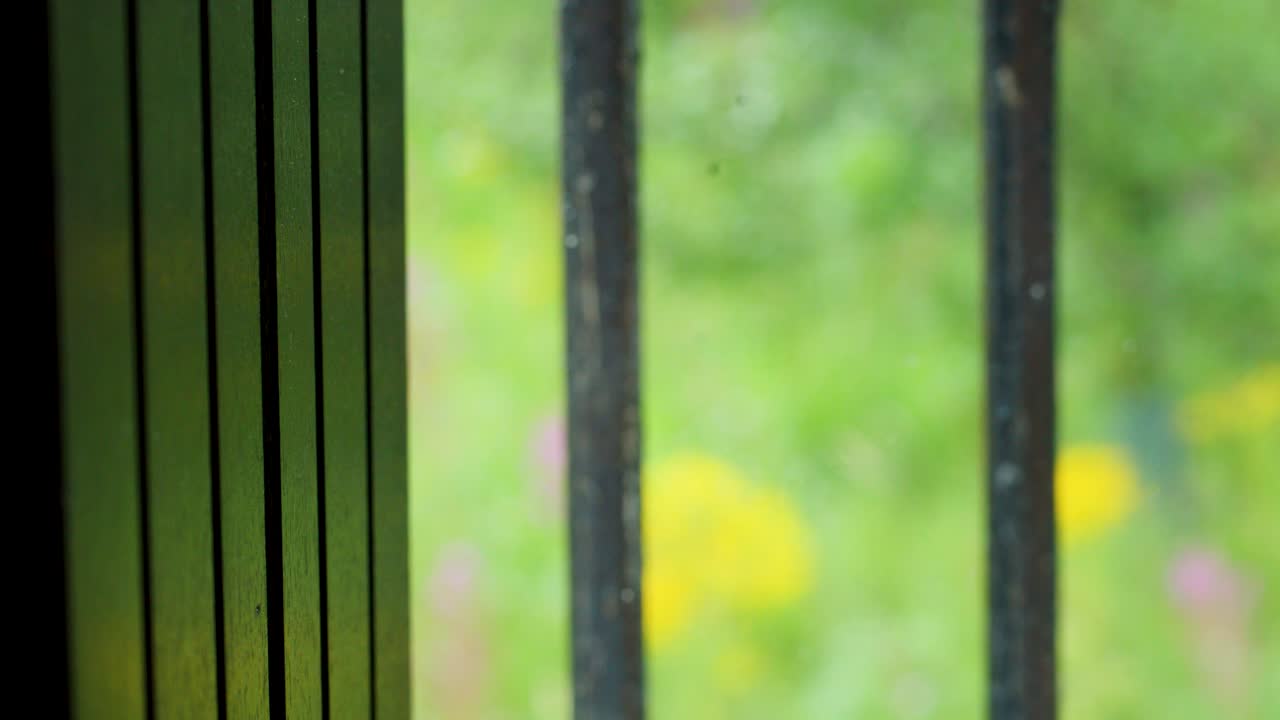 Soft daylight illuminates wildflowers viewed through a window, casting distinct shadows indoors