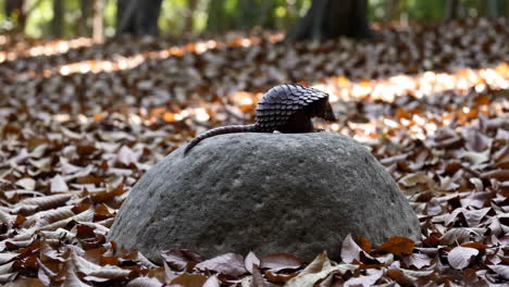 a pangolin on a rock in a forest
