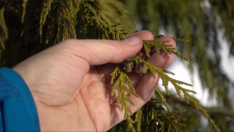 man holding a spruce tree branch