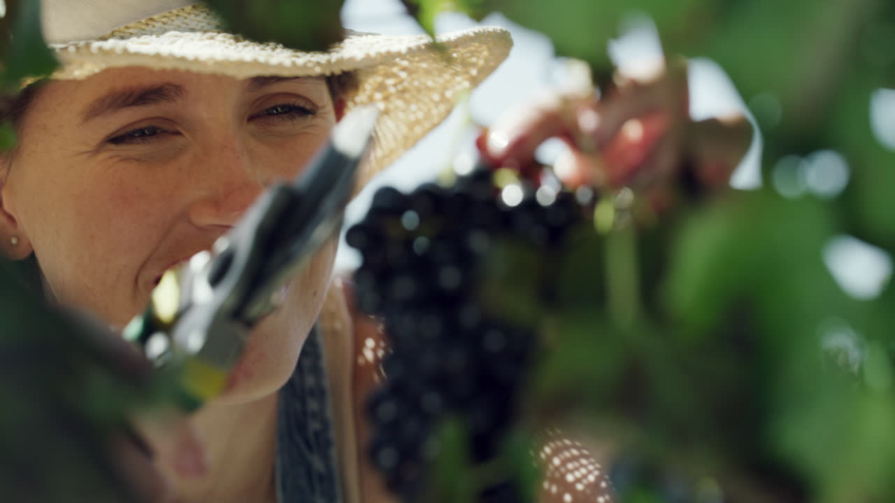 포도 에서 포도 를 수확 하는 여자