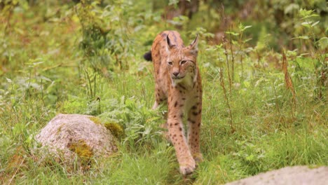 the eurasian lynx (lynx lynx) in the forest.