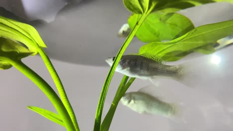 close up view of silver fish in fish bowl with green plant