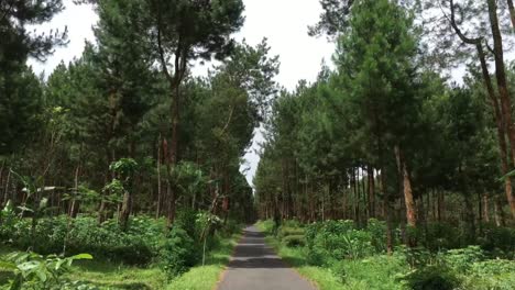 Green-Screen-Video-of-the-road-in-a-Tropical-Rainforest-taking-by-motorbike