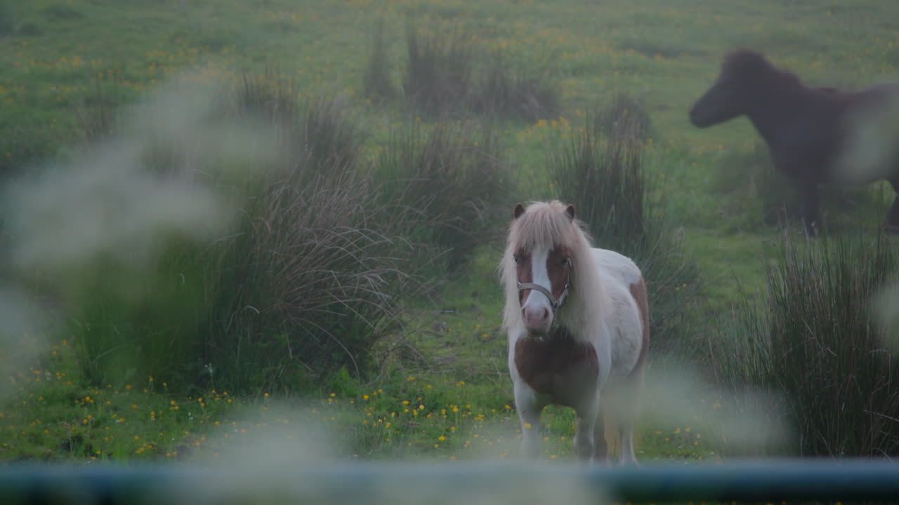 los ponis pastan en la niebla de la mañana temprano