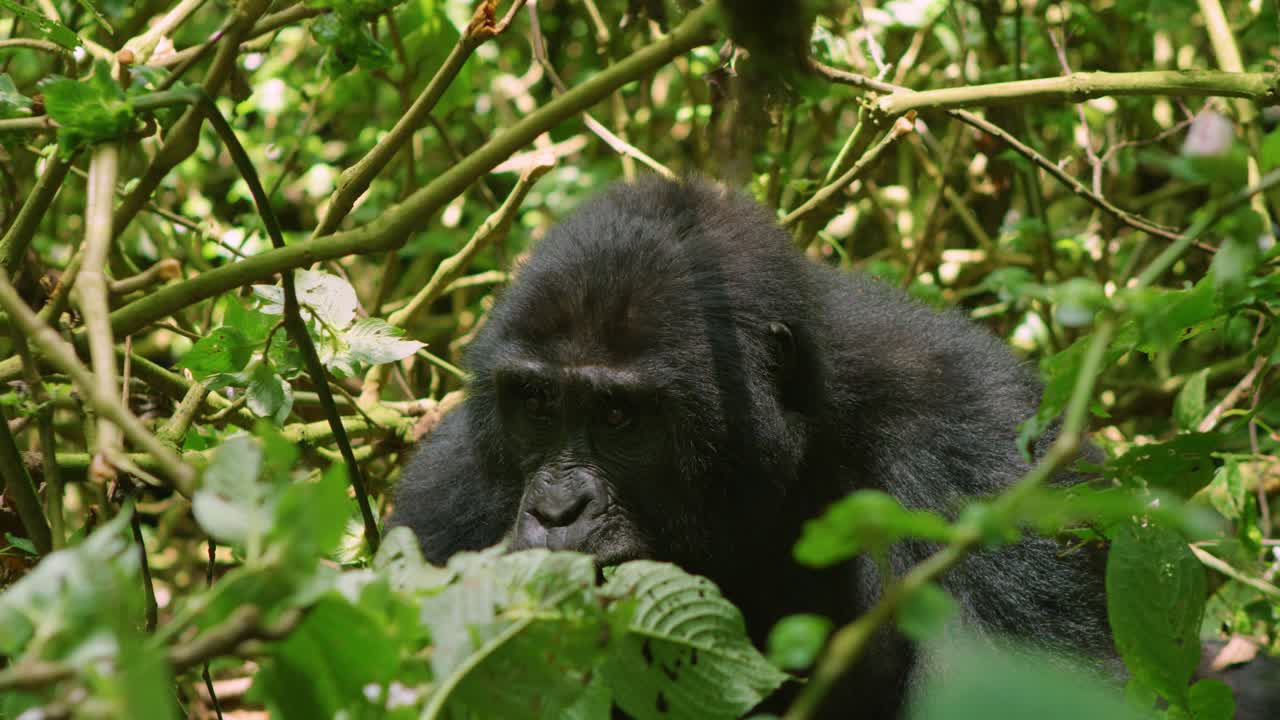 Gorilla selvatico mangia e vigila sui pericoli nella fitta foresta pluviale