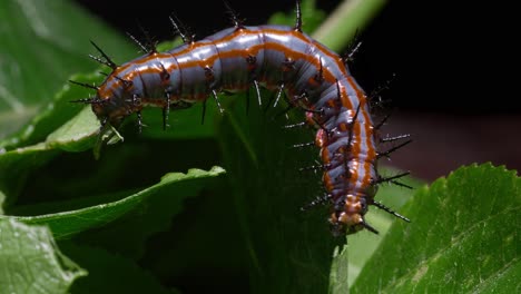 gulf fritillary caterpillar eating passionfruit leaf 2