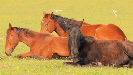 Caballos-Pastando-En-Un-Prado-Verde-En-Un-Paisaje-De-Montaña.