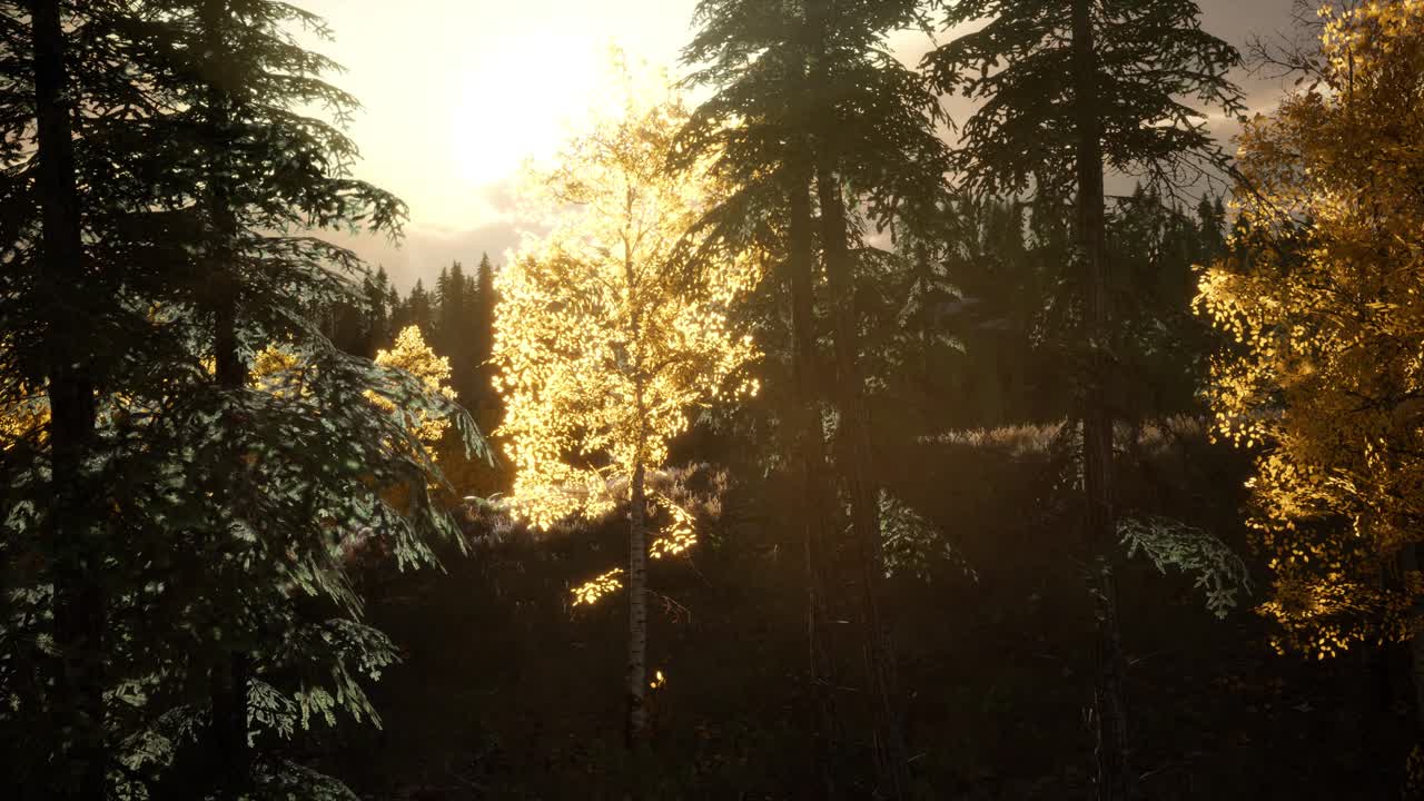 amanecer en el bosque de otoño