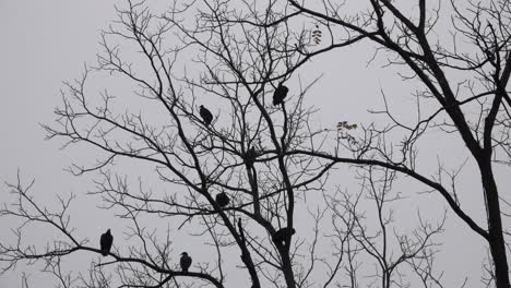 seven black vultures perch in the branches of a black walnut tree