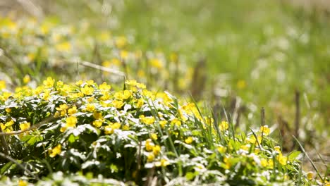 prado de primavera iluminado por el sol con flores amarillas vibrantes bajo las sombras dinámicas de un molino de viento giratorio