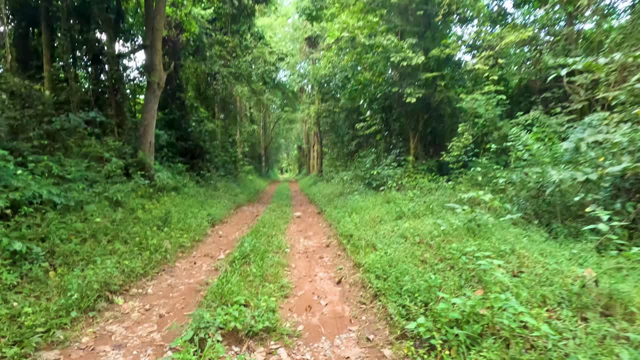 숲의 길에서 조용한 산책