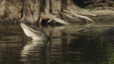 two alligators raise heads and bellow growl in water