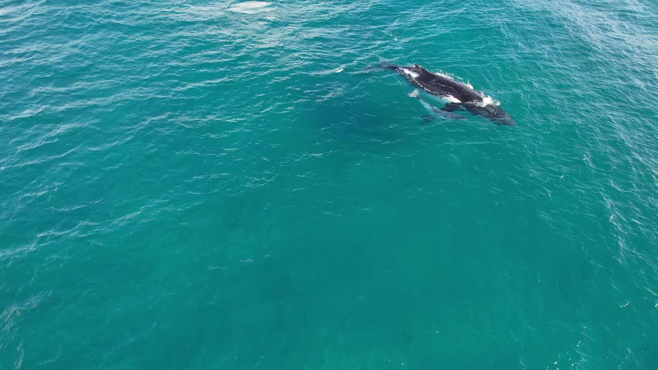 Mother And Calf Humpback Whales Swim Side-By-Side In NSW, Australia