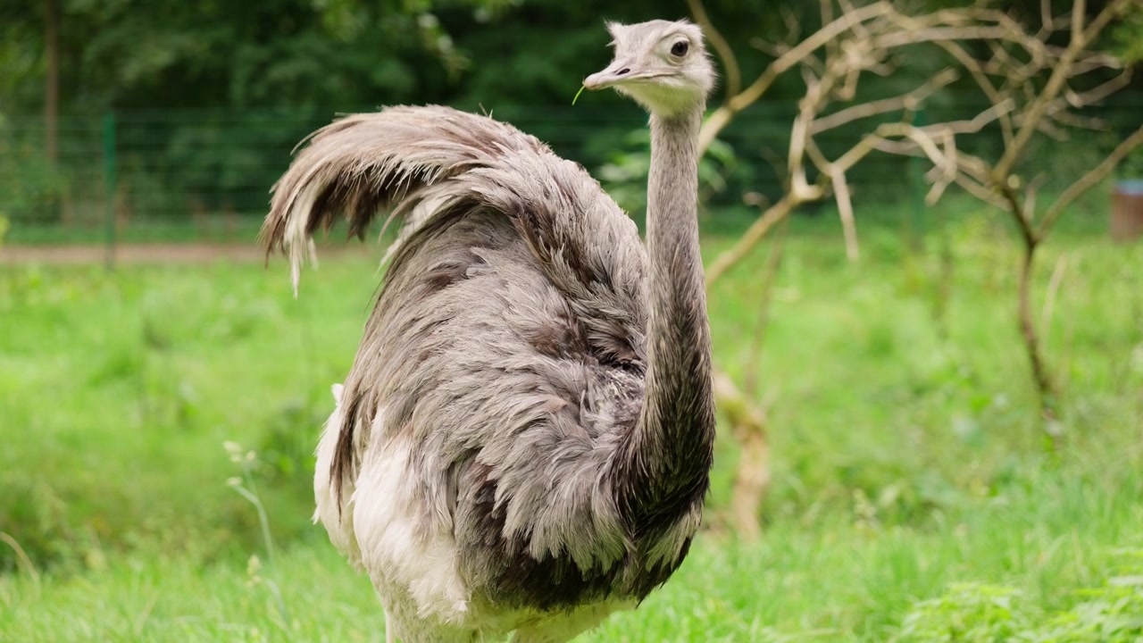 Primo piano di un nandù maggiore che cammina con calma in un recinto erboso. Mette in risalto il piumaggio ispido dell'uccello e il suo sguardo curioso, ideale per filmati di fauna selvatica, zoo o animali esotici.