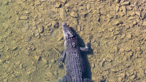 drone captures a saltwater crocodile swimming in clear, shallow waters of port douglas, showcasing its natural habitat