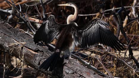 pájaro anhinga secando las alas en un tronco