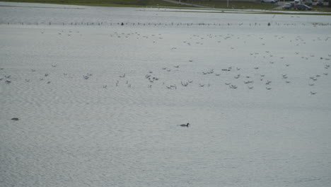 Large-flock-of-birds-and-ducks-swimming-in-river