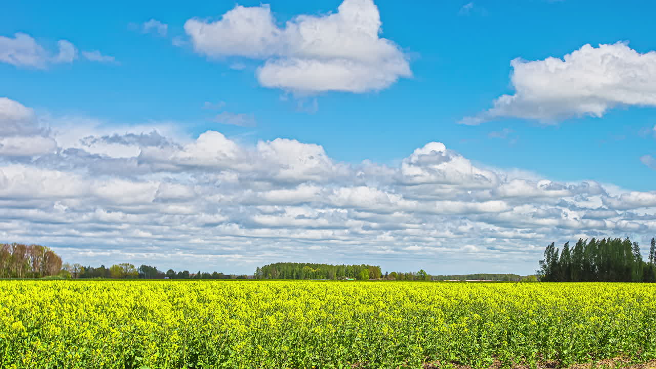 변덕스러운 구름과 함께 화창한 날 데이지 초원에서 아름다운 시간 경과