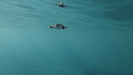 a seaturtle swimming through the crystal clear ocean