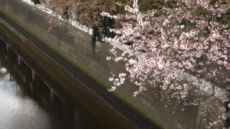 japanese sakura cherry blossom against gray urban river area