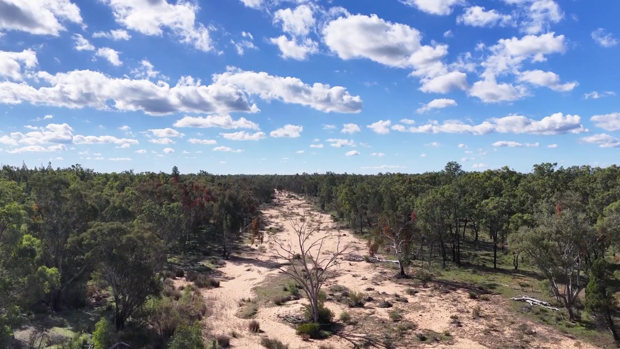 Drone in ascesa sopra un letto di torrente sabbioso e asciutto circondato da una foresta di eucalipti a The Pilliga