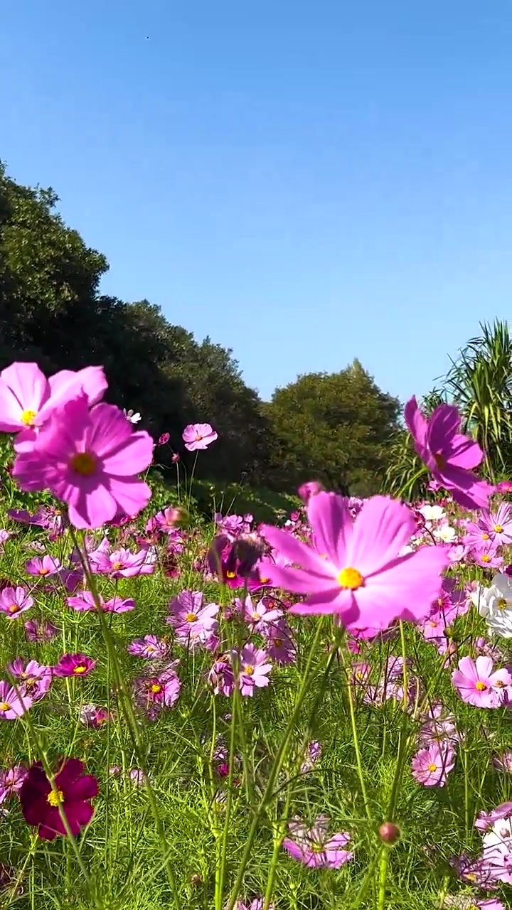 Fiori di cosmo vivaci sbocciano sotto cieli sereni
