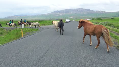 iceland pony horses and riders cross a road in iceland