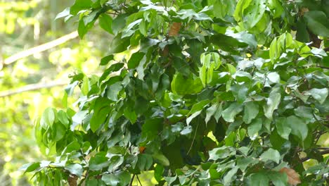 pájaro exótico amarillo brillante, moviéndose a través de las ramas de los árboles, en un bosque tropical panameño