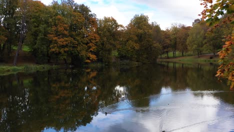 Entspannende-Szene-Mit-Enten,-Wasser-Und-Herbstbäumen,-Lufttransportwagen-Rückwärts