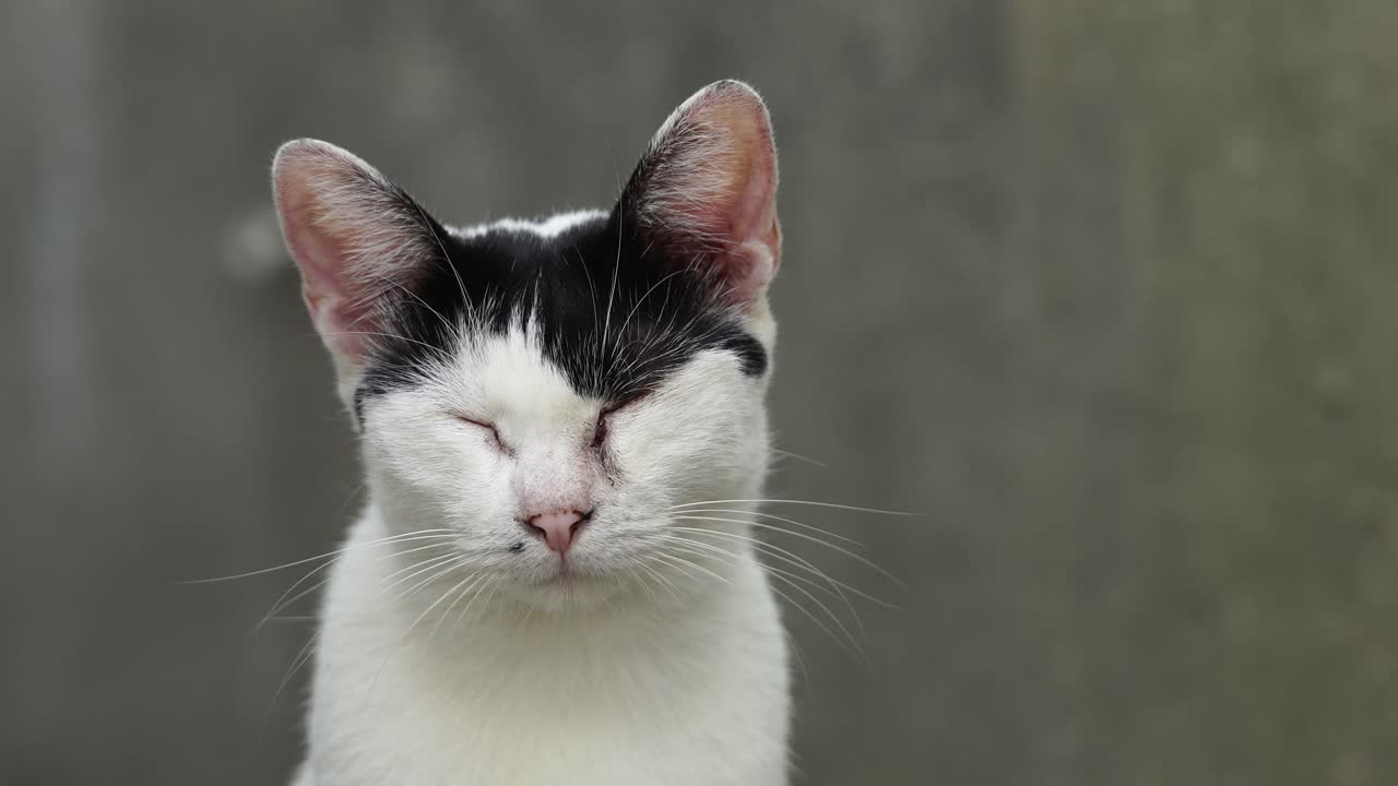 Vita nelle strade di Shanghai - Primo piano di un gatto tuxedo bianco e nero che si addormenta