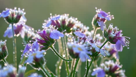 delicate purple flowers with morning dew