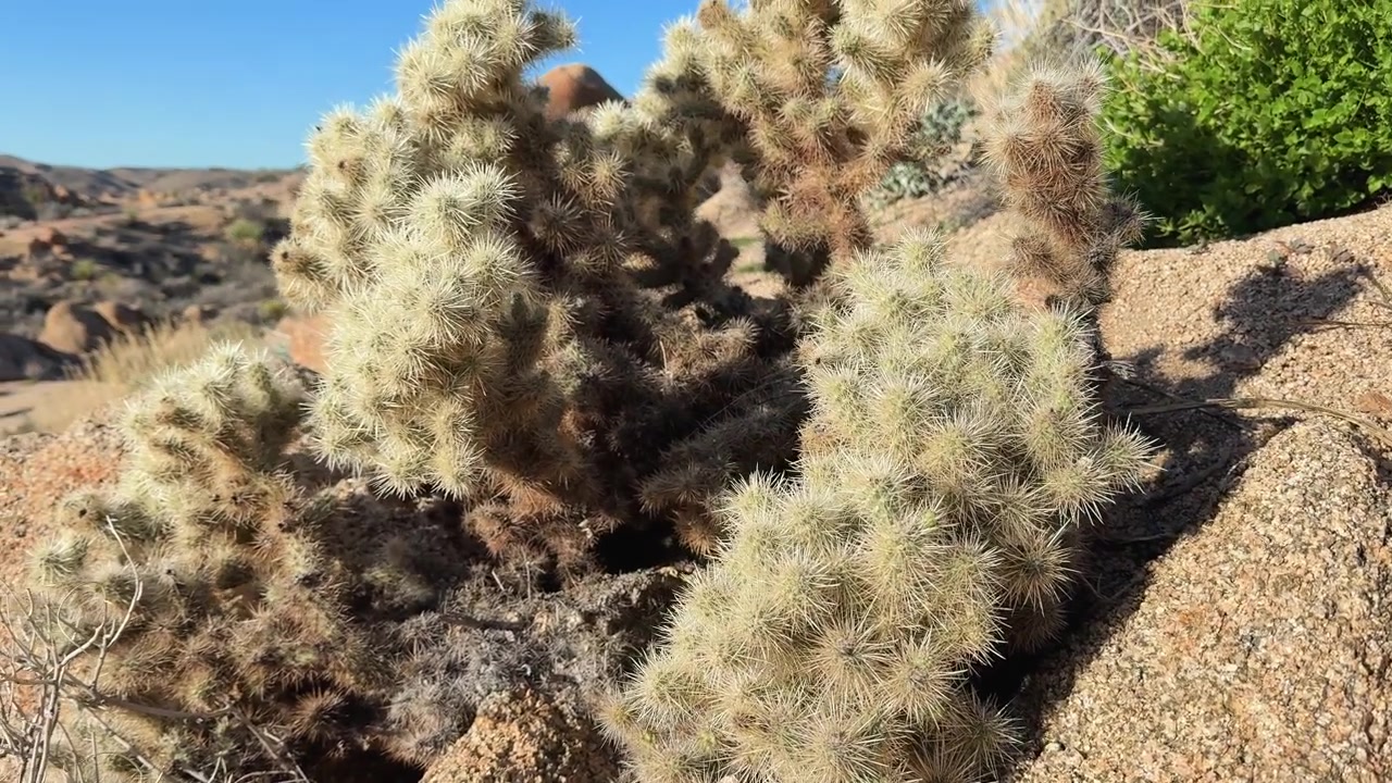 Naturfilm med Joshua Tree-landskab i Californien