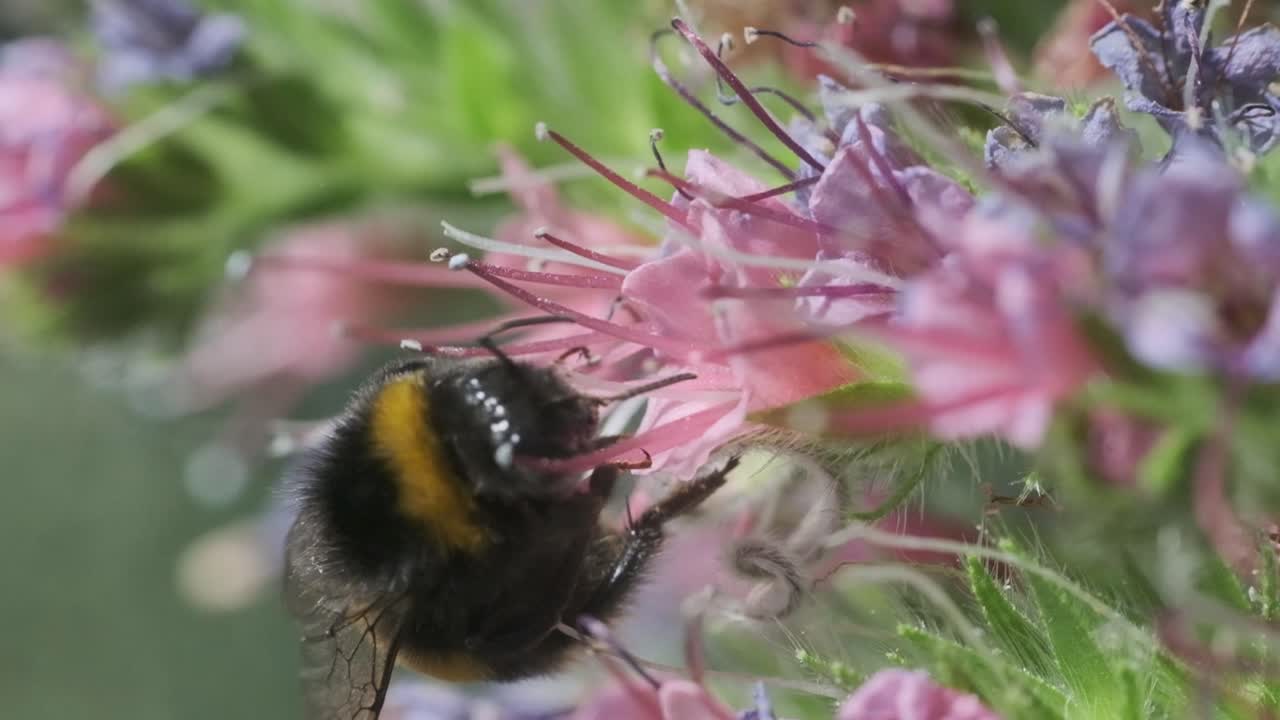 cerrar abejorro pollenando flores rosas echium wildpretii torre de joyas en cámara lenta