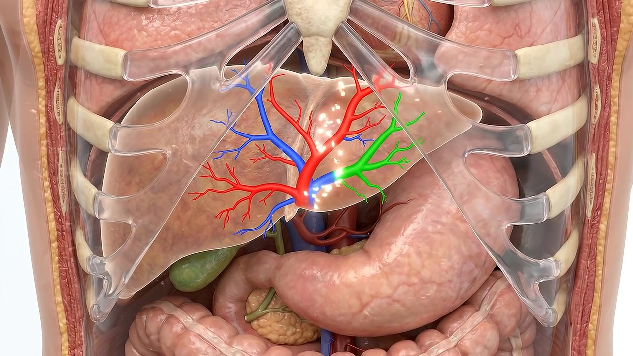 3D Medical Animation of Human Liver Anatomy and Blood Vessels