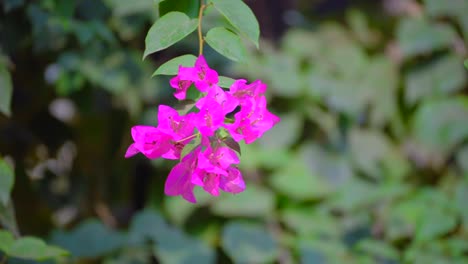 bougainvillea flowers along the streets in old mumbai