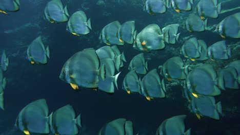 slow establishing diving shot of teira batfish swimming close to a coral reed in sinai