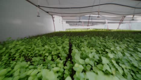 slow motion: berries green house baby plants
