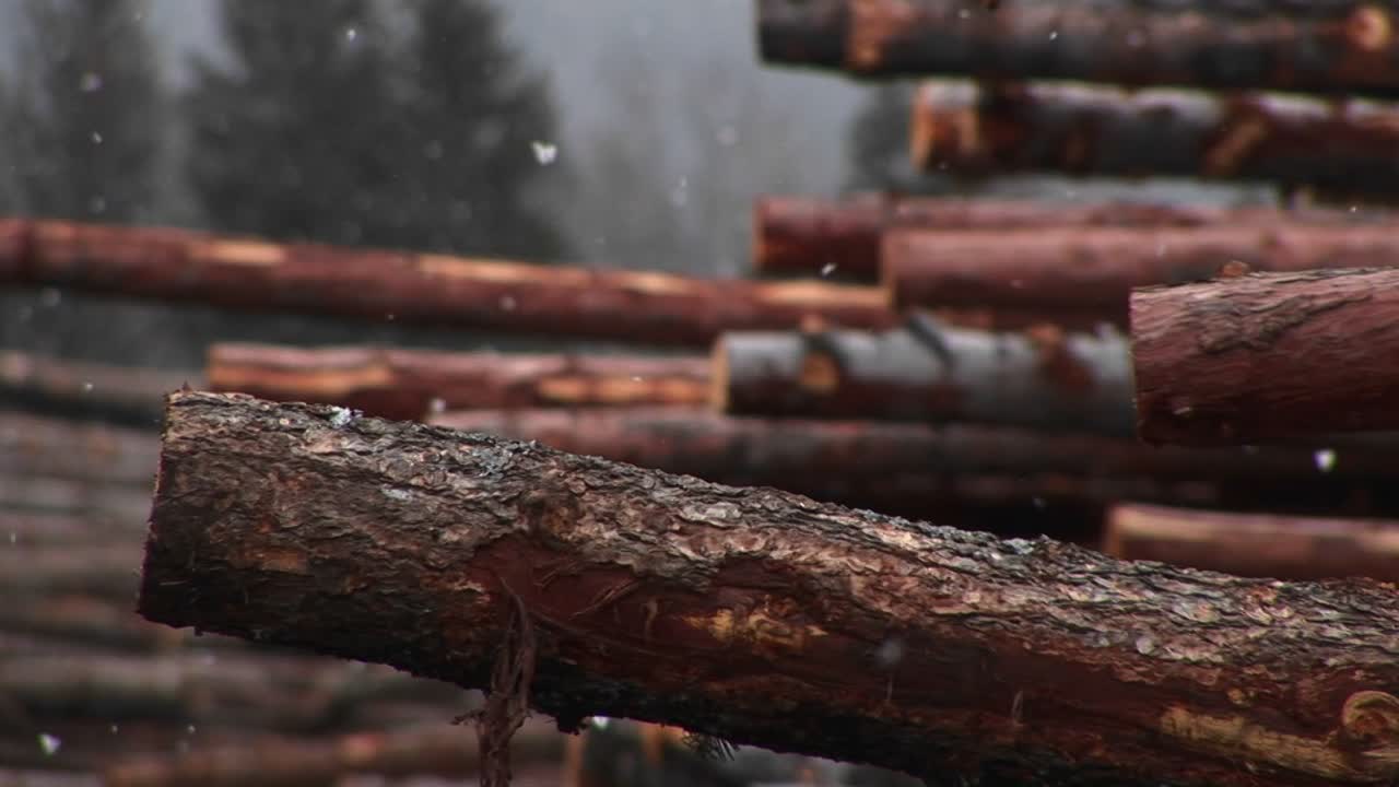 잘린 통나무 더미에 가벼운 눈이 내린다