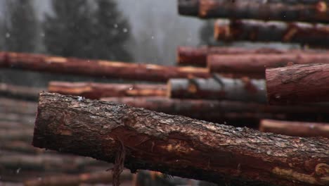 light snow falls on a stack of cut logs