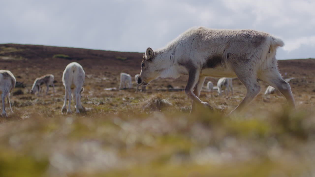 una manada de renos caminando por el cairngorm en escocia