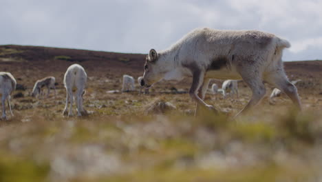 Herd-of-reindeer-walking-on-the-Cairngorm-in-Scotland