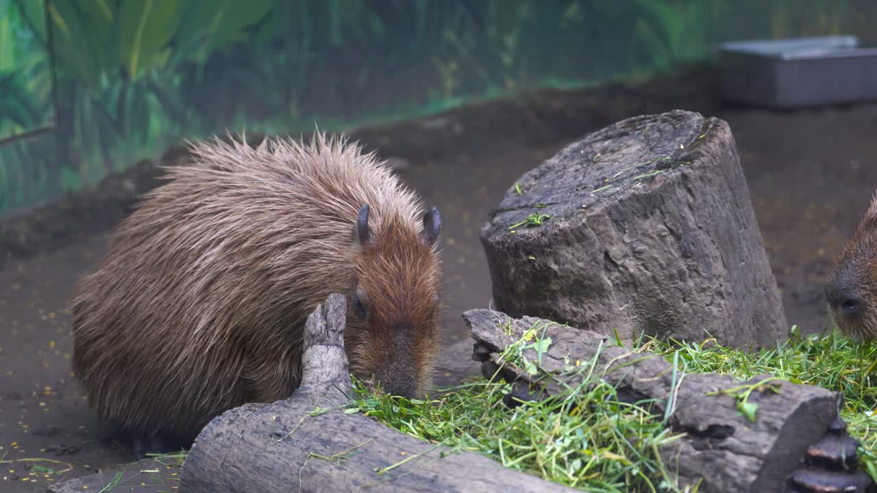The capybara is a rodent that is enjoying its meal and swimming leisurely in a pool with calm water.