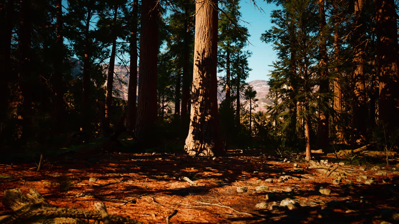 famoso Parco di Sequoia e albero di sequoia gigante al tramonto